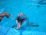 Dolphin Cove Admission and Jungle Trail