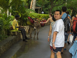 Martha Brae & Dunn's River Falls - Tours From Negril, Jamaica - Paradise Vacations Transport Service Montego Bay, Jamaica - St. James PO # 2, Jamaica West Indies -  http://www.paradisevacationsjamaica.com; E-mail: paradisevacationsja@yahoo.com